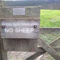 In this field there are no sheep